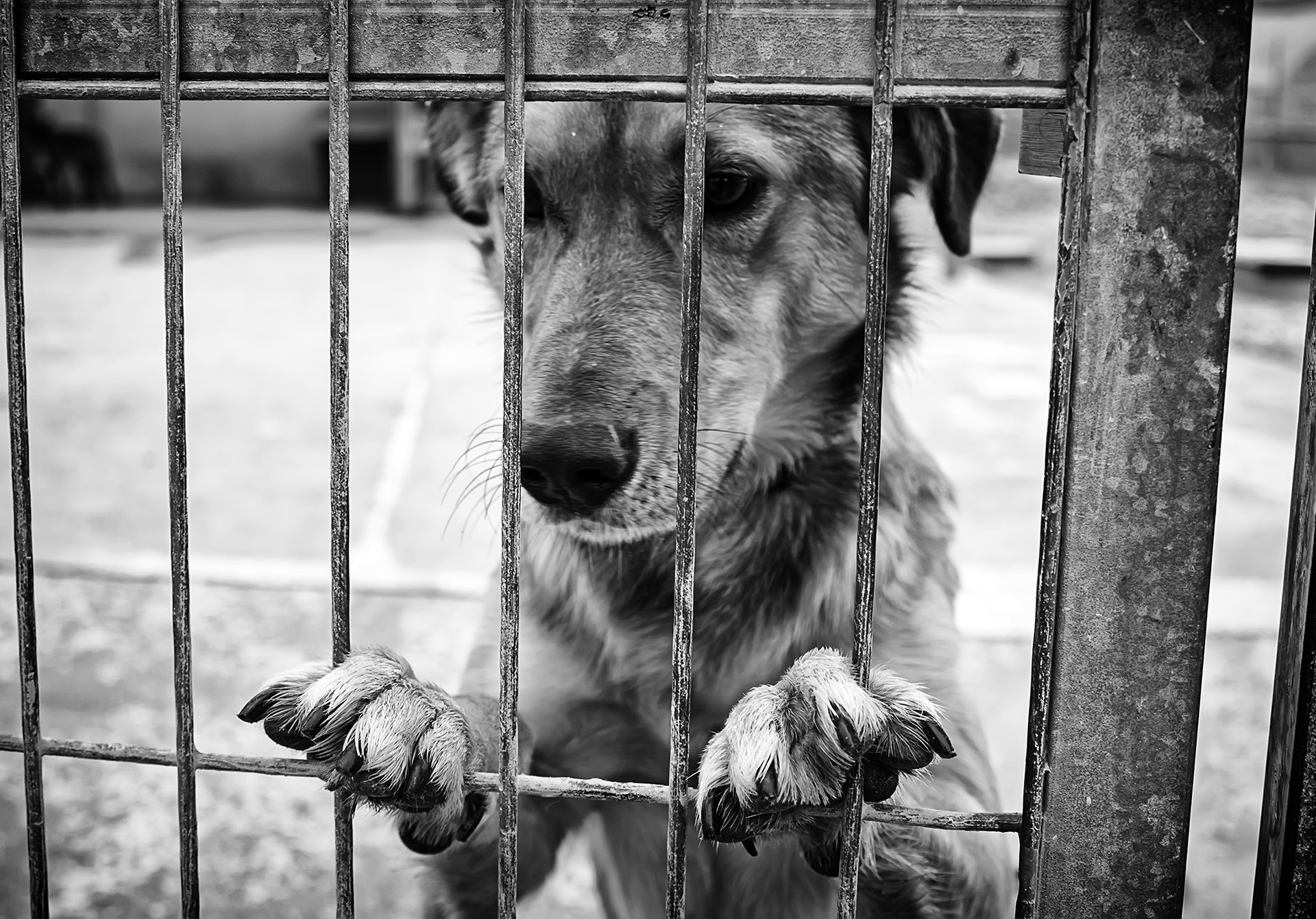 El delito de maltrato animal tras la reforma del Código Penal por la Ley Orgánica 3/2023, de 28 de marzo